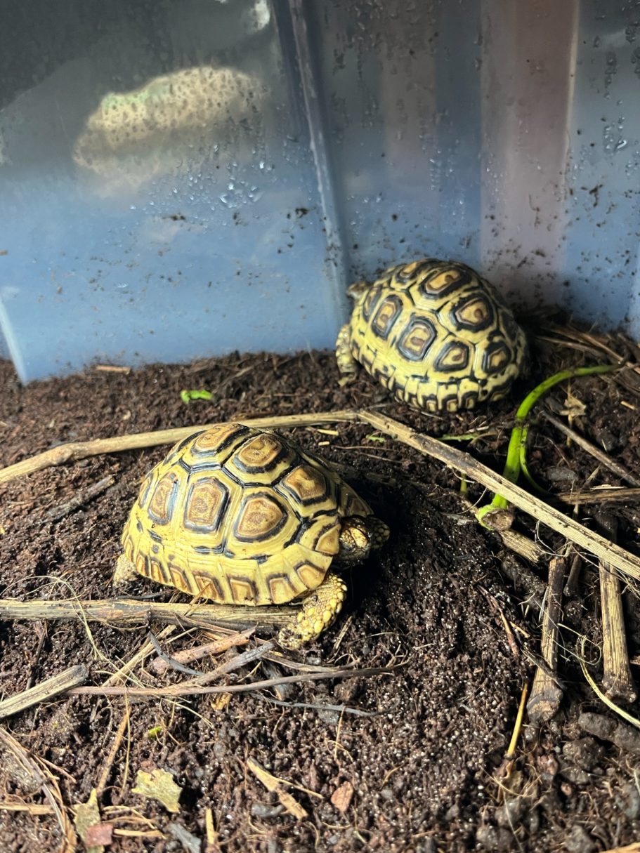9-10 month leopard tortoise for sale. 
