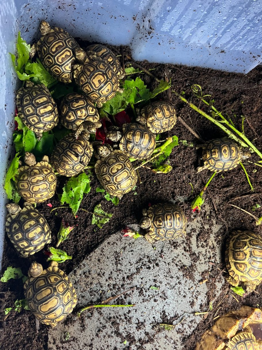3-4 month old leopard tortoise for sale 