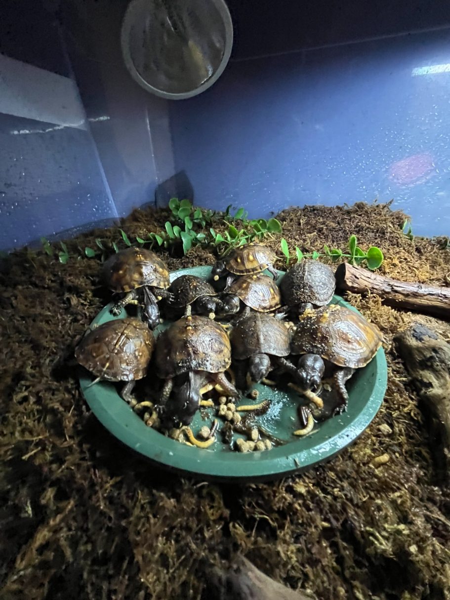 3 toed box turtles available 