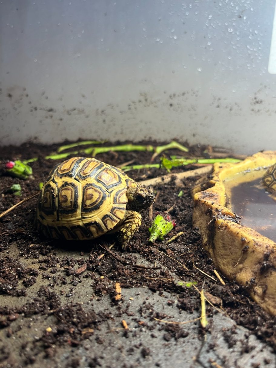 7 month old leopard tortoise for sale 